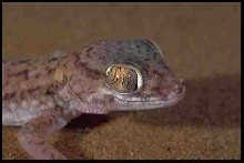 israli gecko or something like that